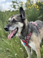 Solo, chien à l’adoption à la SCPA de Carcassonne