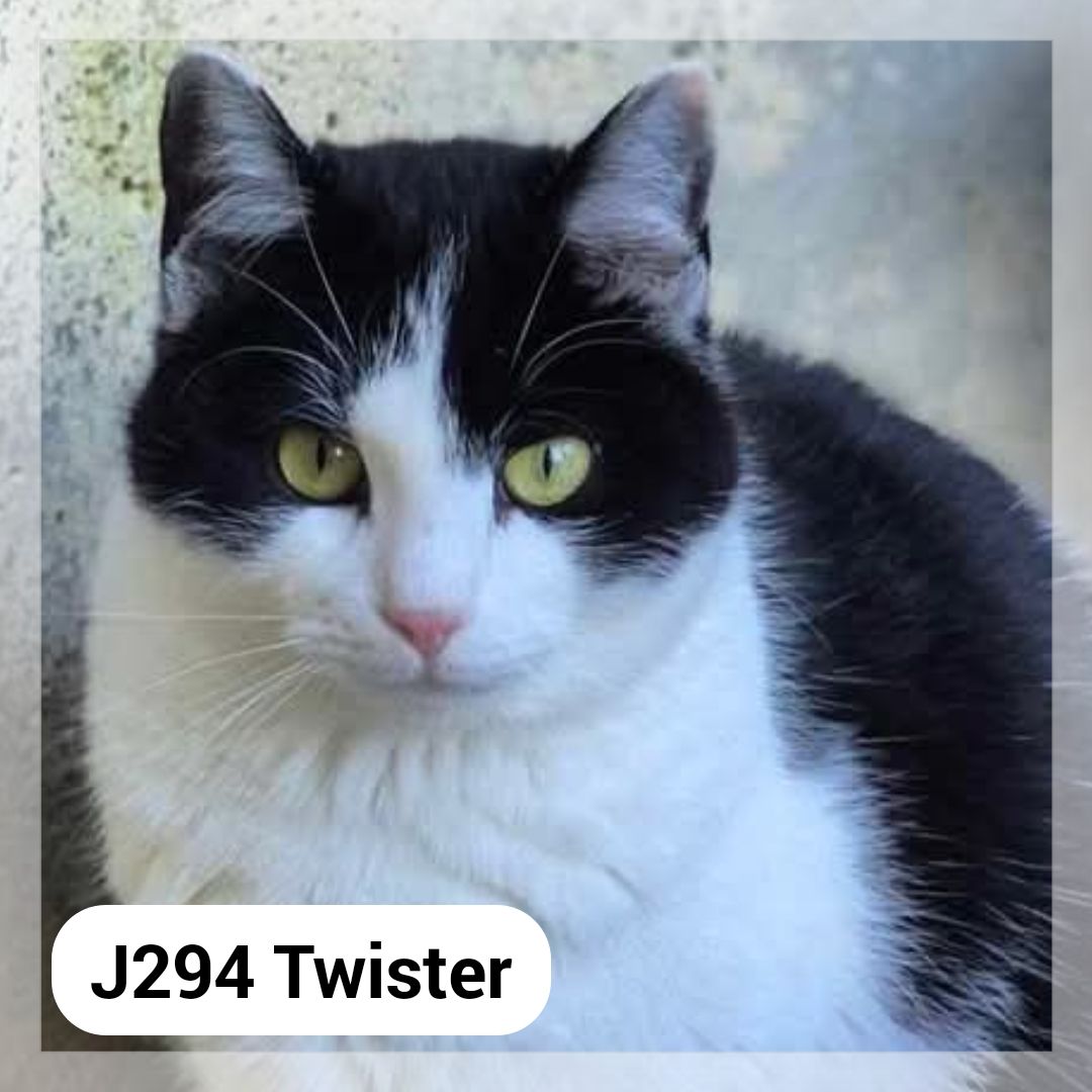 Lire la suite à propos de l’article Twister