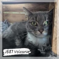 Volcanie, chat à l’adoption à la SCPA de Carcassonne
