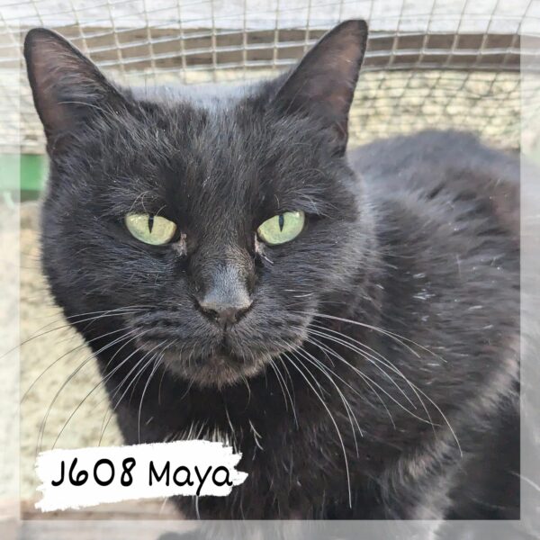 Maya