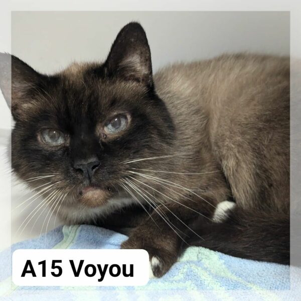 Voyou