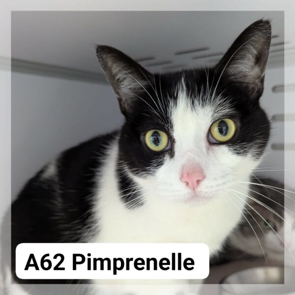 Pimprenelle