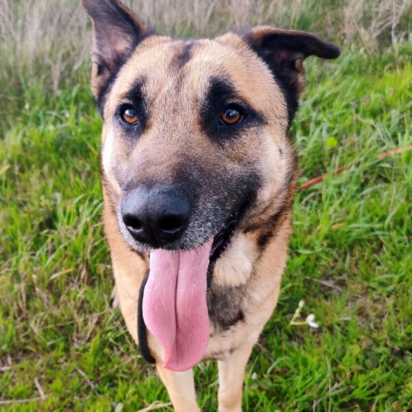 Bandi