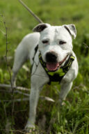 Mély, chien à l’adoption à la SCPA de Carcassonne