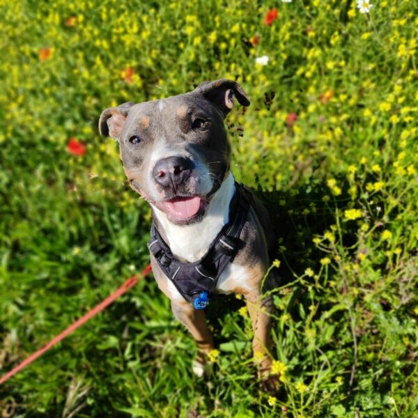 Milo