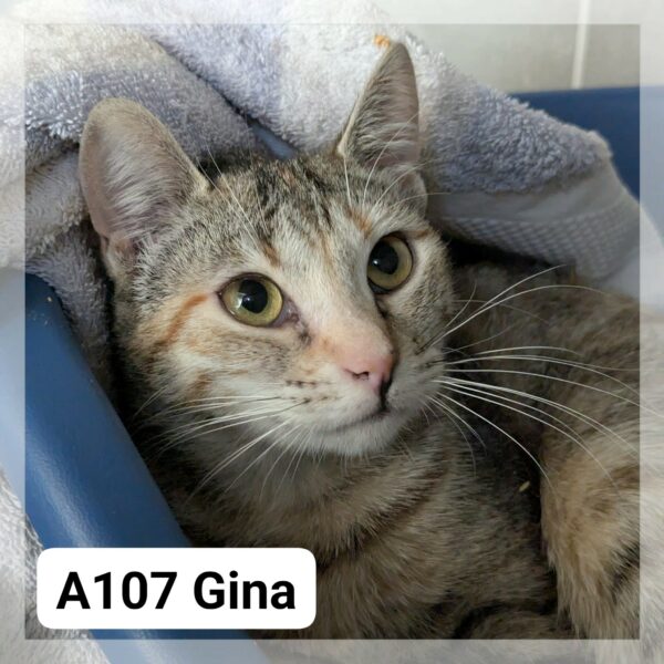 Gina
