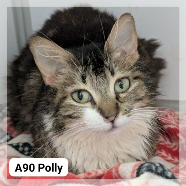 Polly