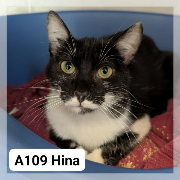 Hina