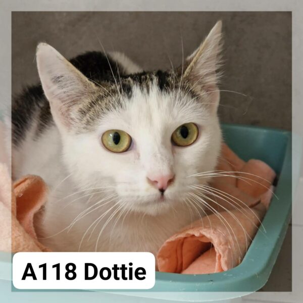 Dottie