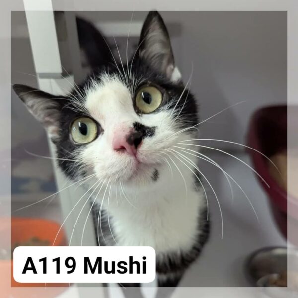Mushi
