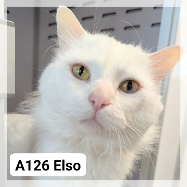 Elso
