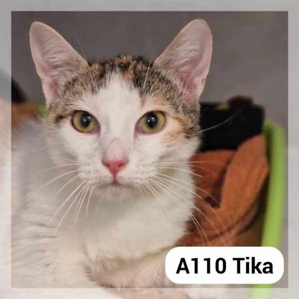 Tika