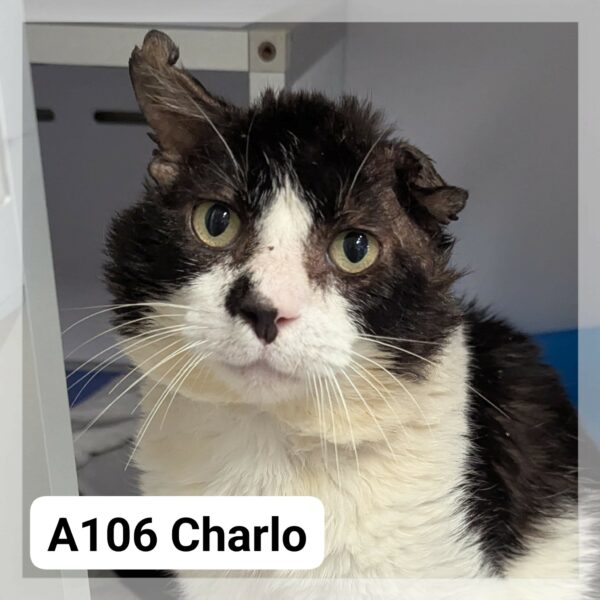Charlo