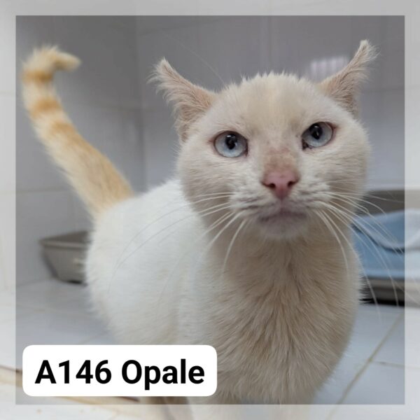 Opale