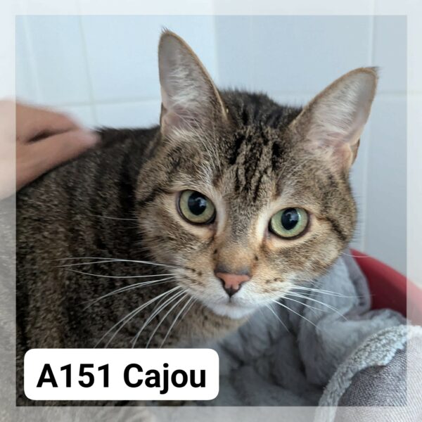 Cajou