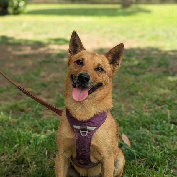 Boby
