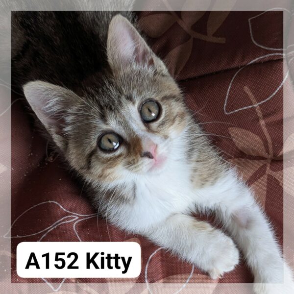Kitty CHATON