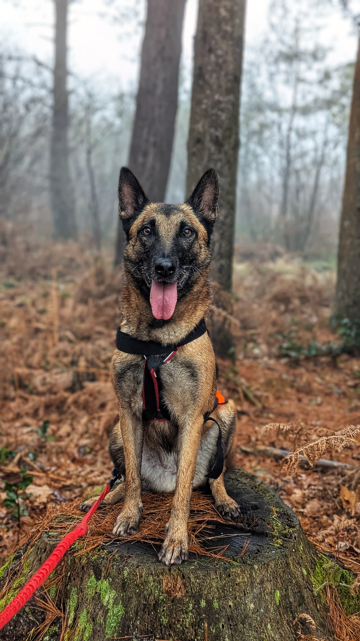 Lire la suite à propos de l’article Molly