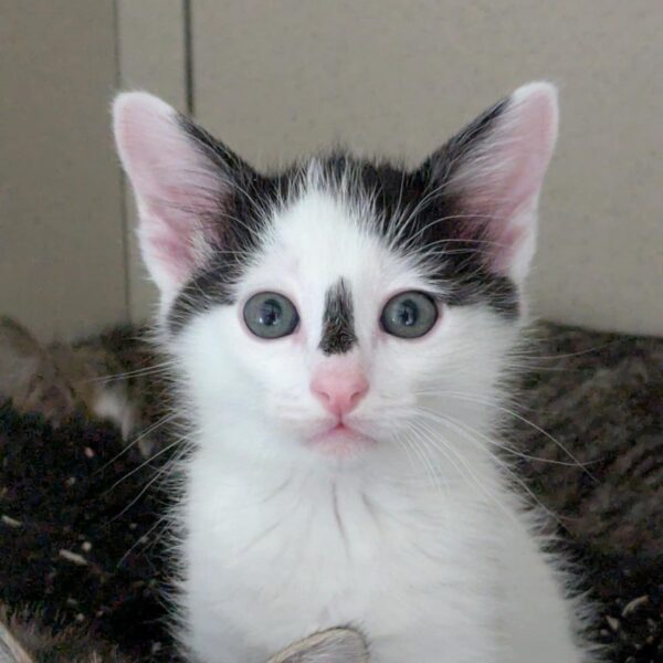 ARROW Chaton
