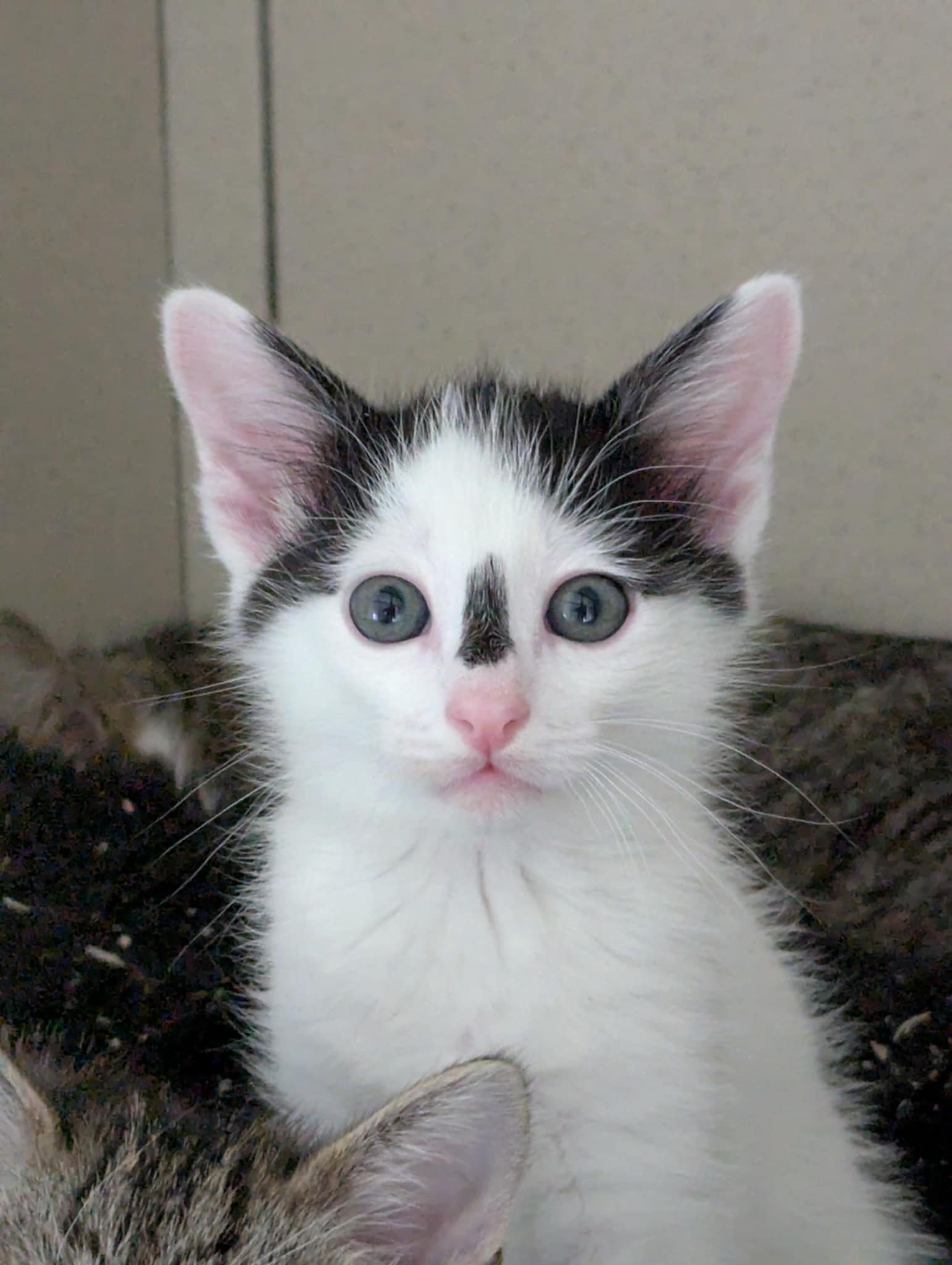 Lire la suite à propos de l’article ARROW Chaton