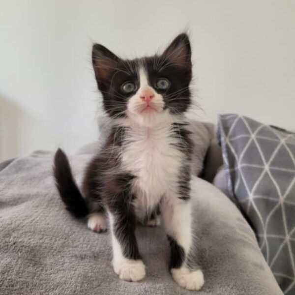 Coquin Chaton