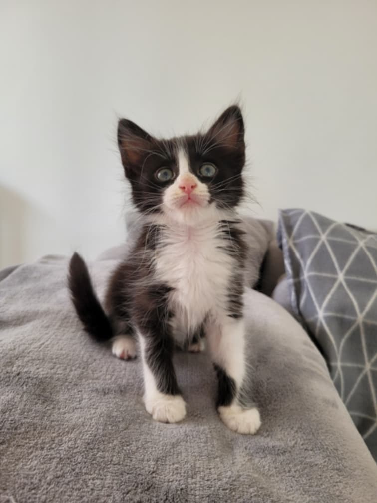 Lire la suite à propos de l’article Coquin Chaton