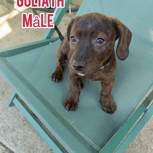 Goliath CHIOT