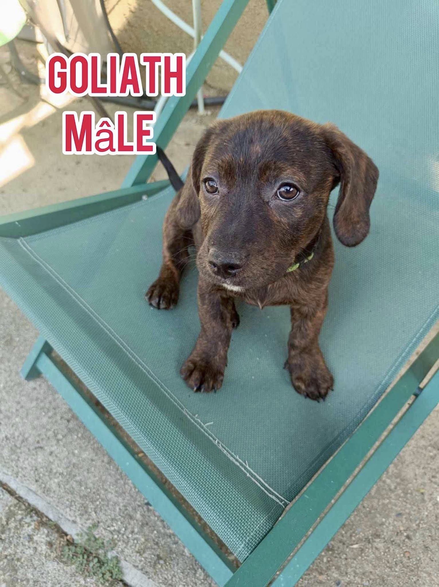Lire la suite à propos de l’article Goliath chiot 2 Mois