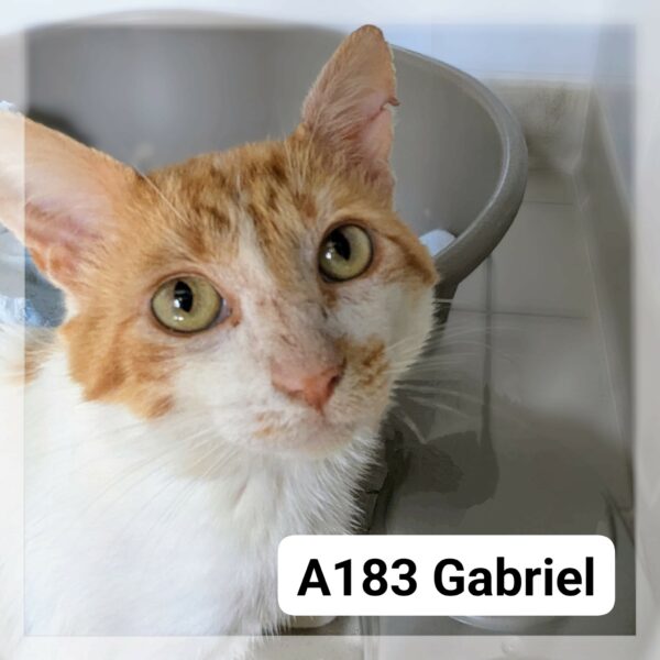 Gabriel