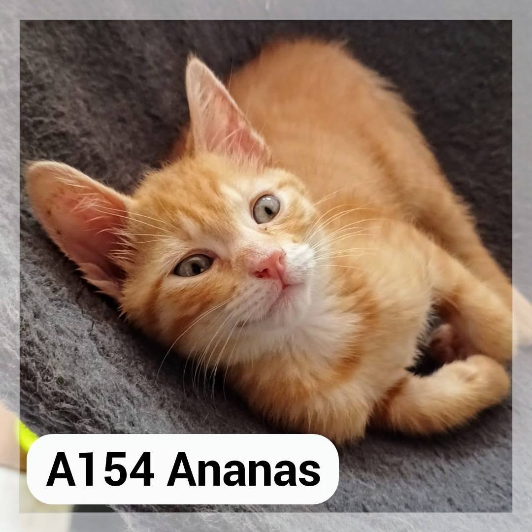 Lire la suite à propos de l’article Ananas CHATON