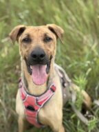 Theg, chien à l’adoption à la SCPA de Carcassonne