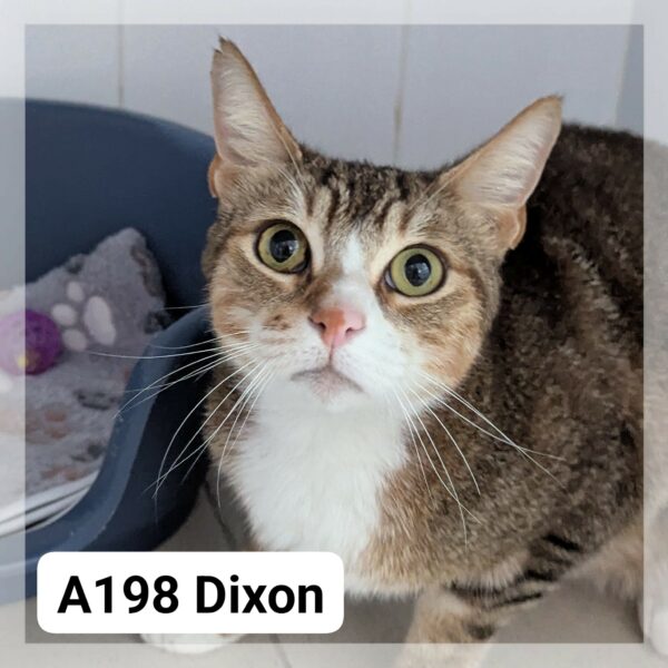 Dixon