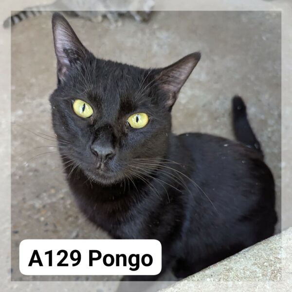 Pongo