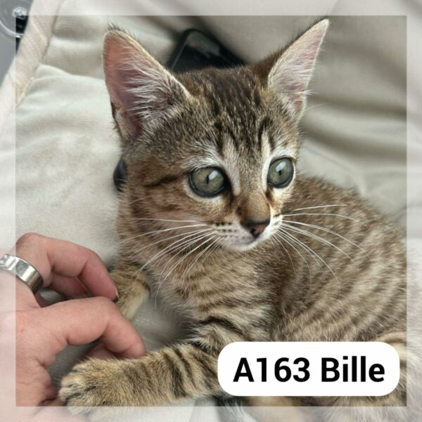 Bille CHATONNE EN FA