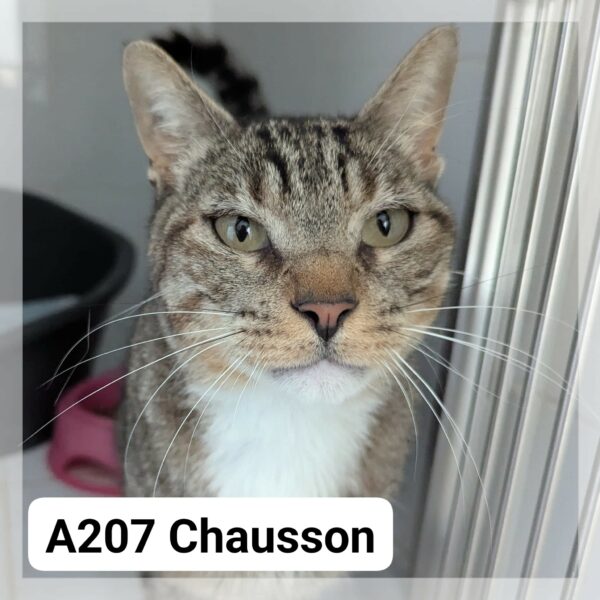 Chausson