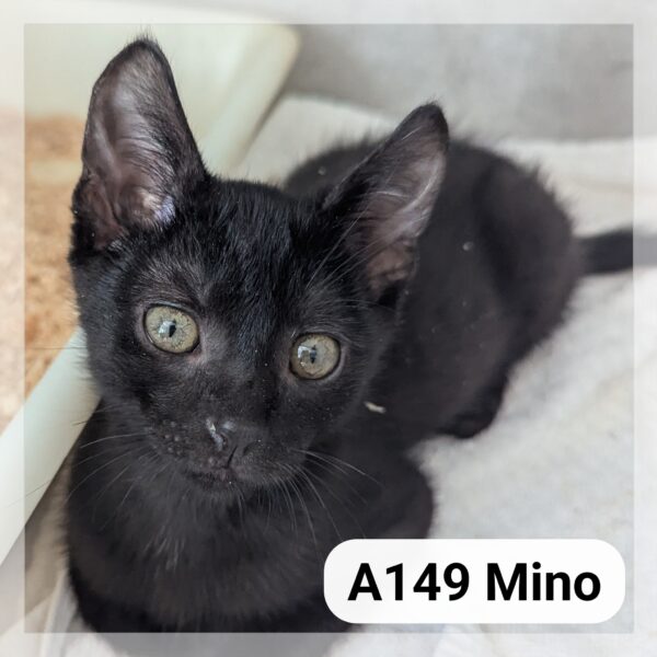Mino CHATON