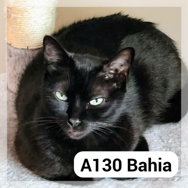 Bahia