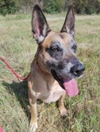 Orly, chien à l’adoption à la SCPA de Carcassonne