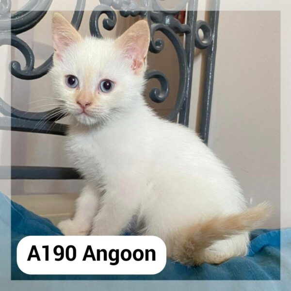 Angoon Chatonne