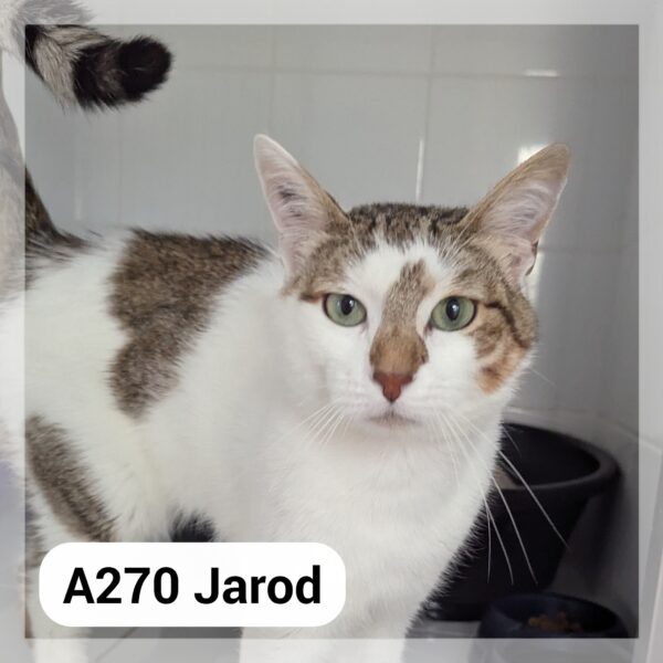 Jarod