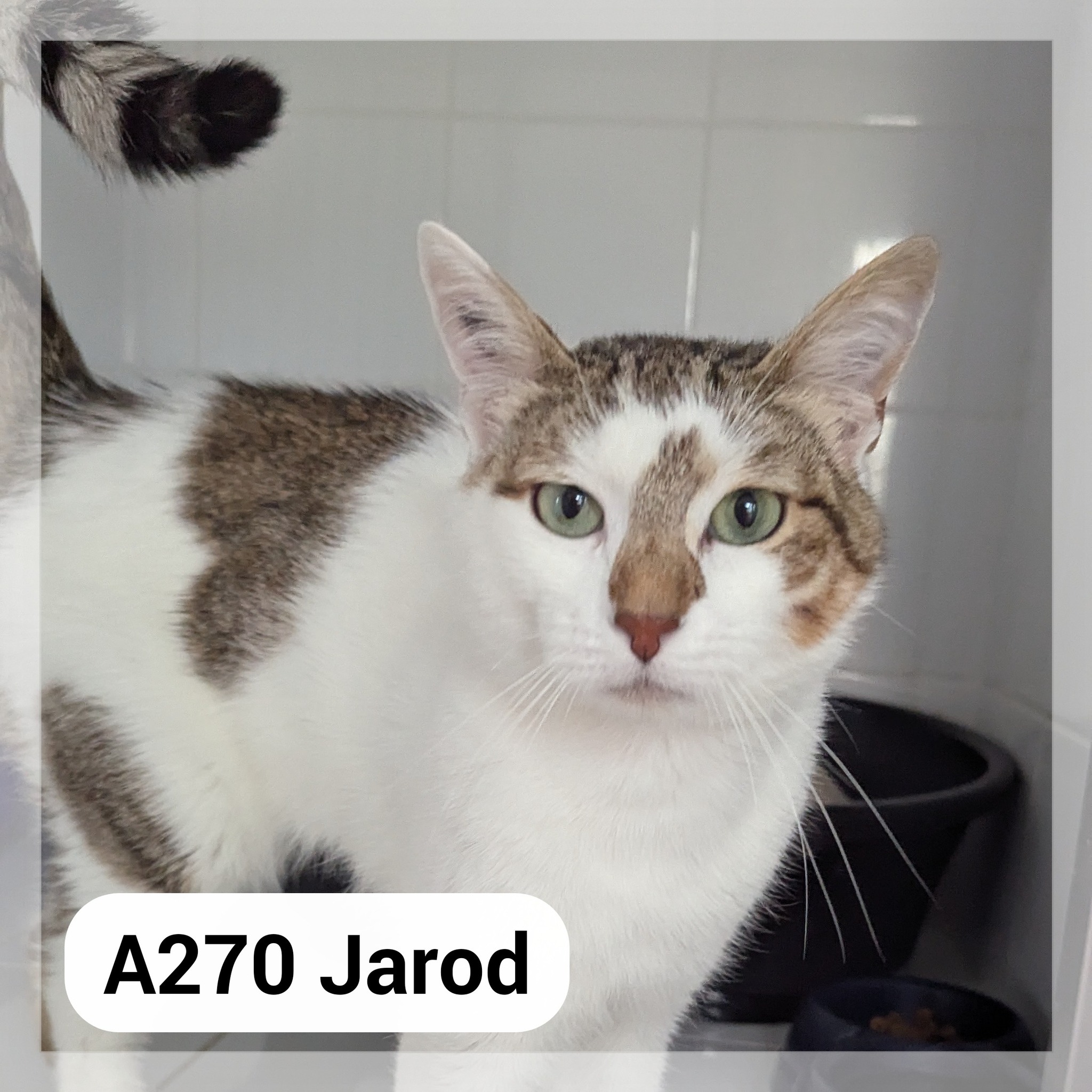 Lire la suite à propos de l’article Jarod