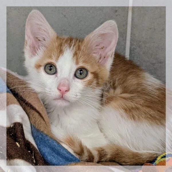 Rouckie CHATONNE