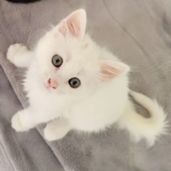 Neige Chaton