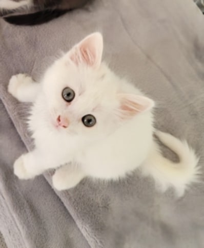 Lire la suite à propos de l’article Neige Chaton