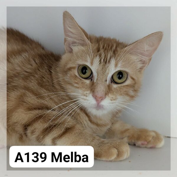 Melba d’amour