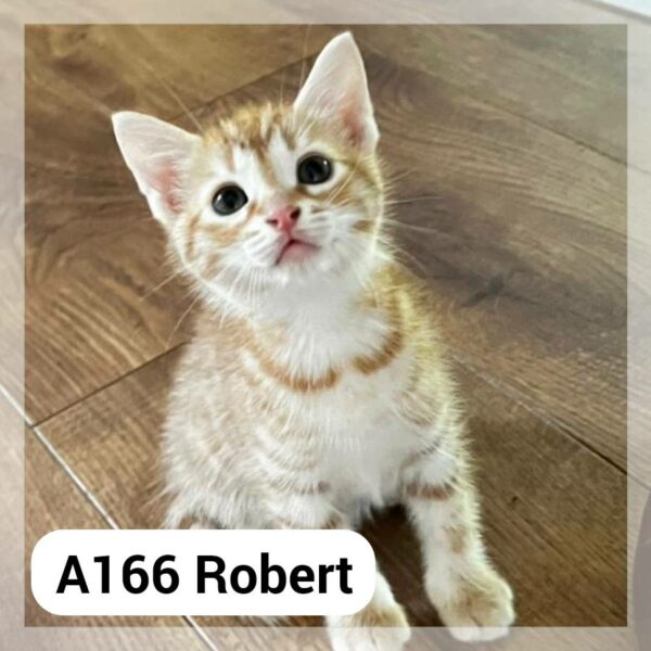 Robert chaton