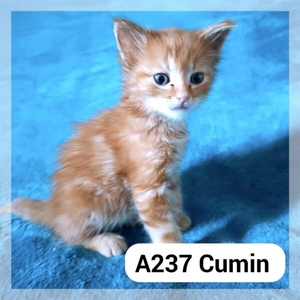 Cumin chaton