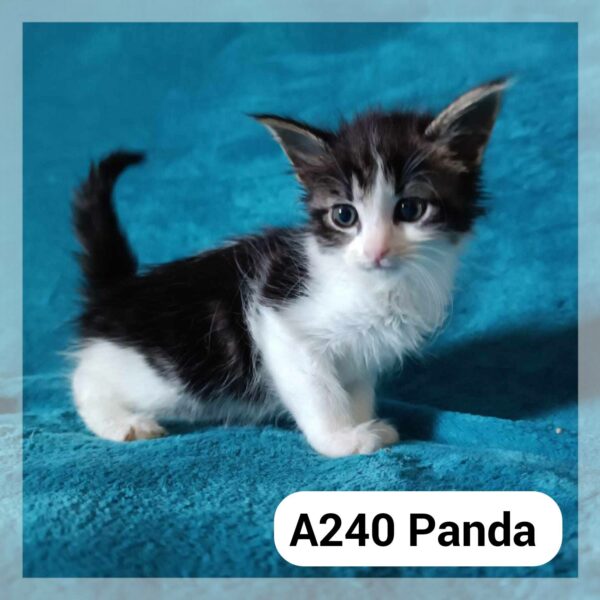 Panda Chatonne