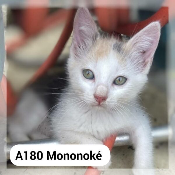 Mononoké chatonne
