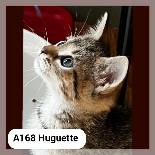 Huguette chatonne